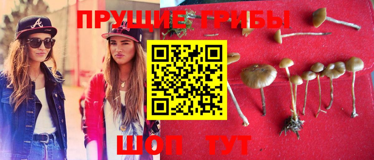 Псилоцибиновые грибы Psilocybine cubensis  Псилоцибиновые грибы MAGIC MUSHROOMS  Канск  Вход с VPN 
